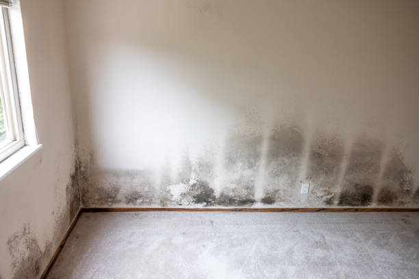 Best Commercial Mold Inspection  in Mexico, MO